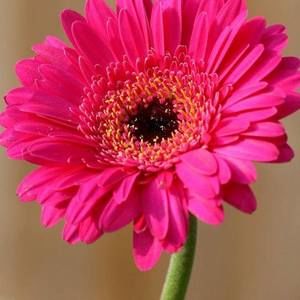 Meet your Posher, Sonya